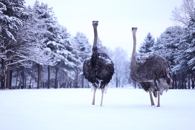 Elysian Gangchon Winter Ski with Nami Island Day Tour from Seoul - Who will enjoy this experience most