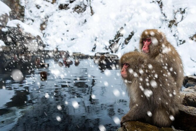 Nagano Ski Buffet - Key points before you book