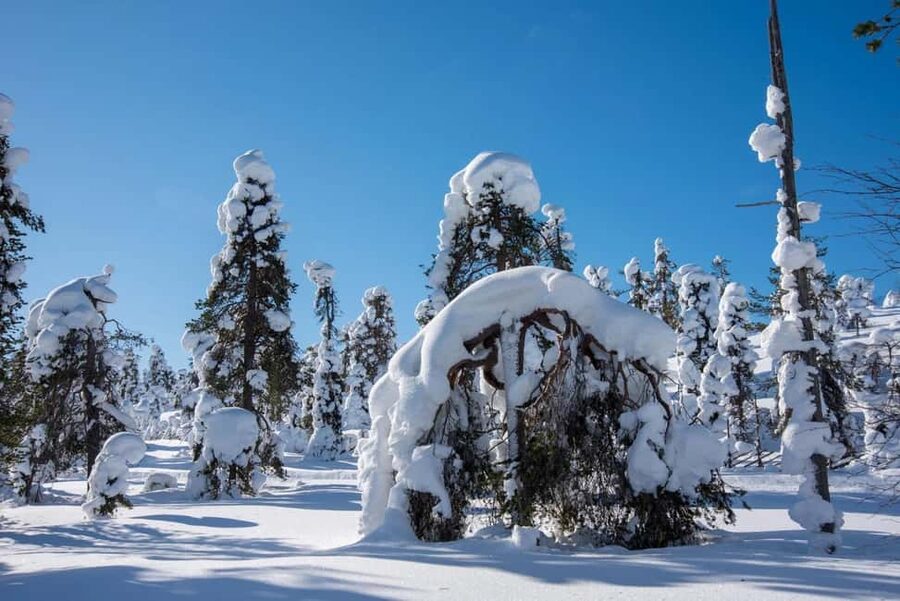 Pyhä: Skiing Tour in Arctic Forest - Warm drinks, snacks, and a family-friendly pause