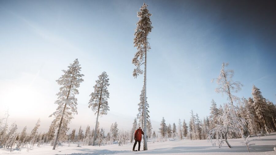 Rovaniemi: Lapland Ski Trekking Safari - What is included for the $128 price?
