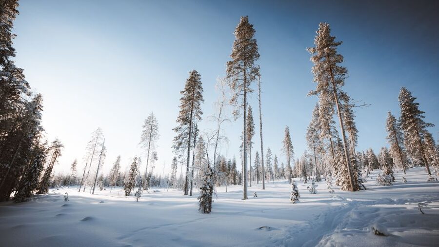 Rovaniemi: Lapland Ski Trekking Safari - The guides make or break the experience