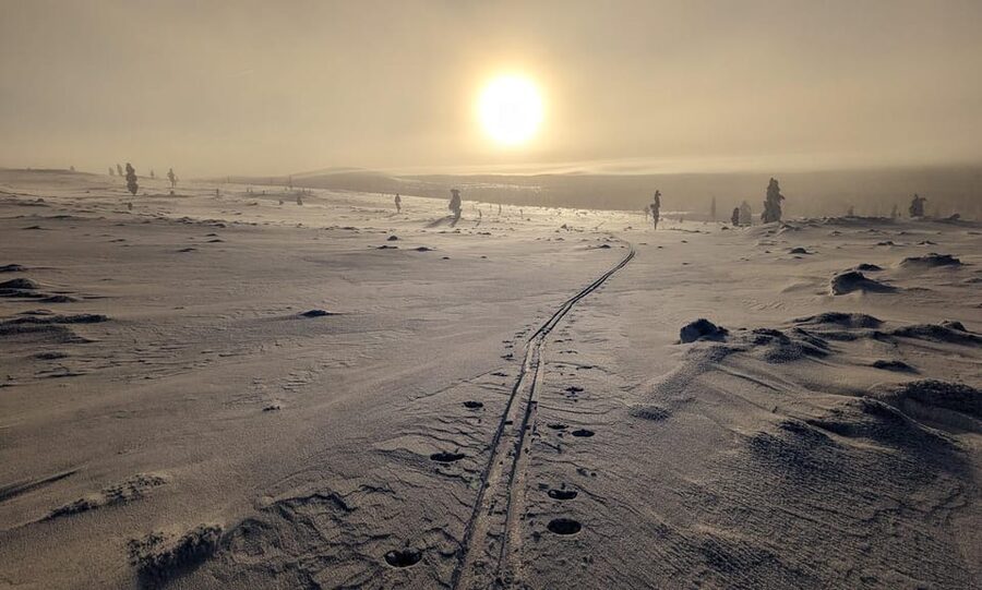 Saariselkä: Back-Country Skiing Guided Tour - Watching for birds, rabbits, and reindeer