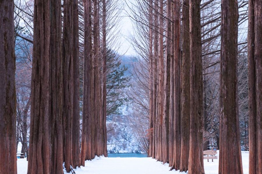 Seoul: Elysian Gangchon Winter Ski with Nami Island Day Tour - Who should book this day trip?