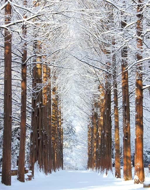 Seoul: Vivaldi Park Winter Ski with Nami Island Day Tour - Why this winter day works so well