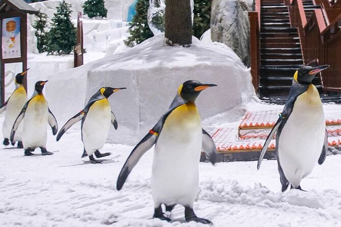 Ski Dubai Full Day Admission Ticket - Key points to know before you go