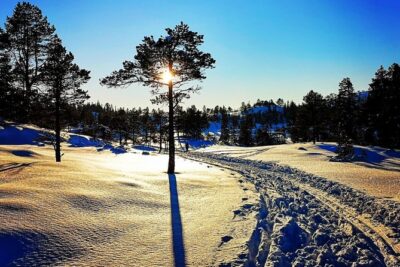 Skiing in winter wonderland