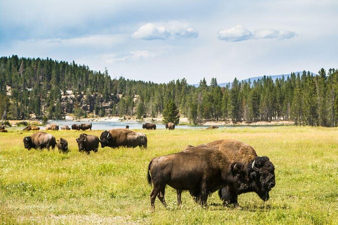 Snowshoe or XC Ski in North Yellowstone (Half Day) - Key Points to Know Before You Go