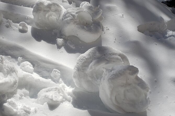 Snowshoe or XC Ski in North Yellowstone (Half Day) - Wildlife Lessons Make the Trip More Than Exercise