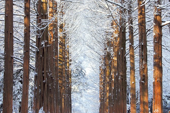 Vivaldi Park Winter Ski Resort with Nami Island Tour from Seoul - Nami Island after the snow