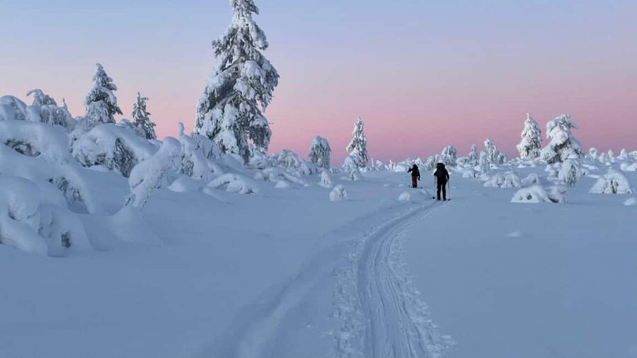 Ylläs: Guided Nordic Skiing Tour in Lapland Wilderness - Four and a Half Hours in Pallas-Yllästunturi National Park